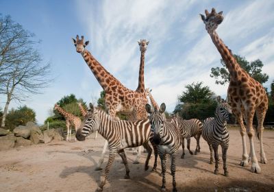 Belfast Zoo