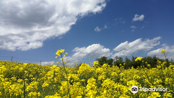Hanadaka Observation Flower Hill
