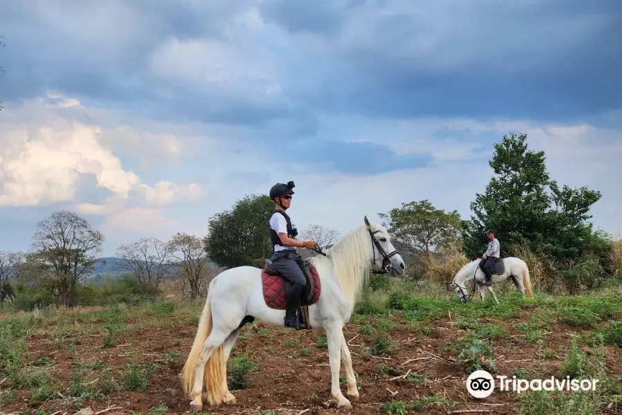 Horse Trail Thailand