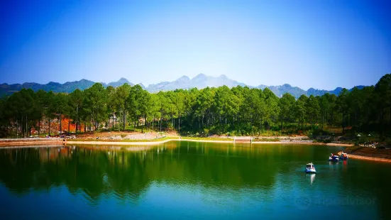 Pine Forest in Ang Village