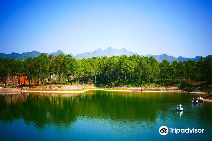 Pine Forest in Ang Village