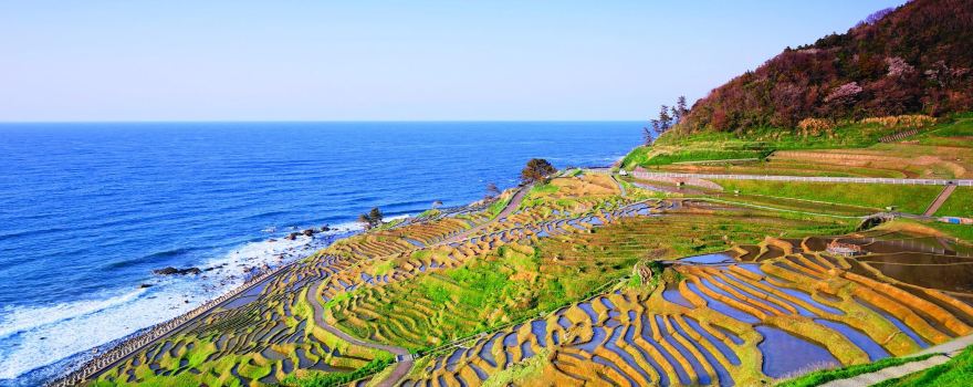 Wajima