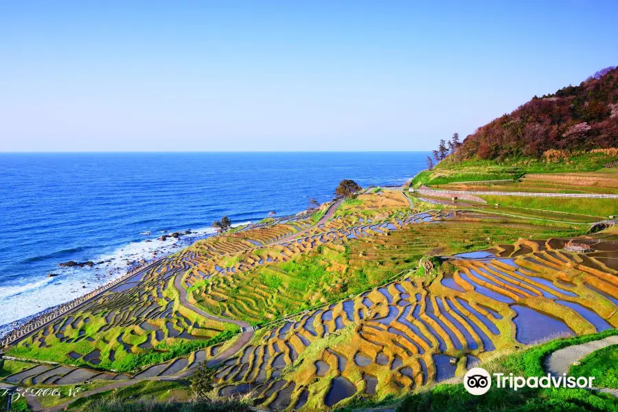 白米千枚田