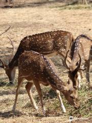 Tiger and Lion Safari, Shimoga