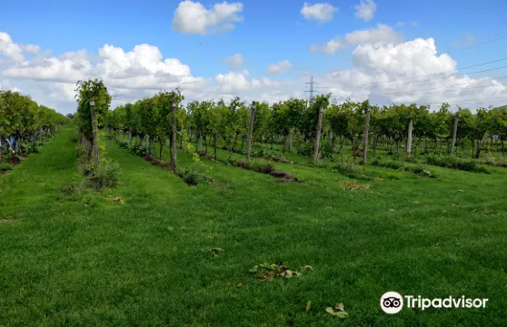 Wijngoed de Reestlandhoeve