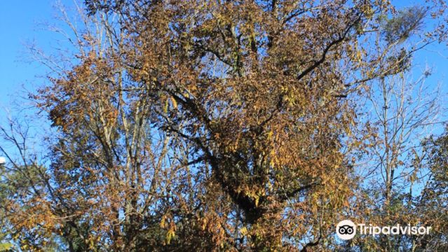 Municipal Park Harry Hobus
