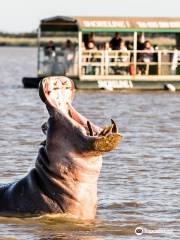 Shoreline Hippo and Croc Cruises