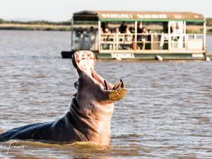 Shoreline Hippo and Croc Cruises