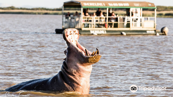 Shoreline Hippo and Croc Cruises