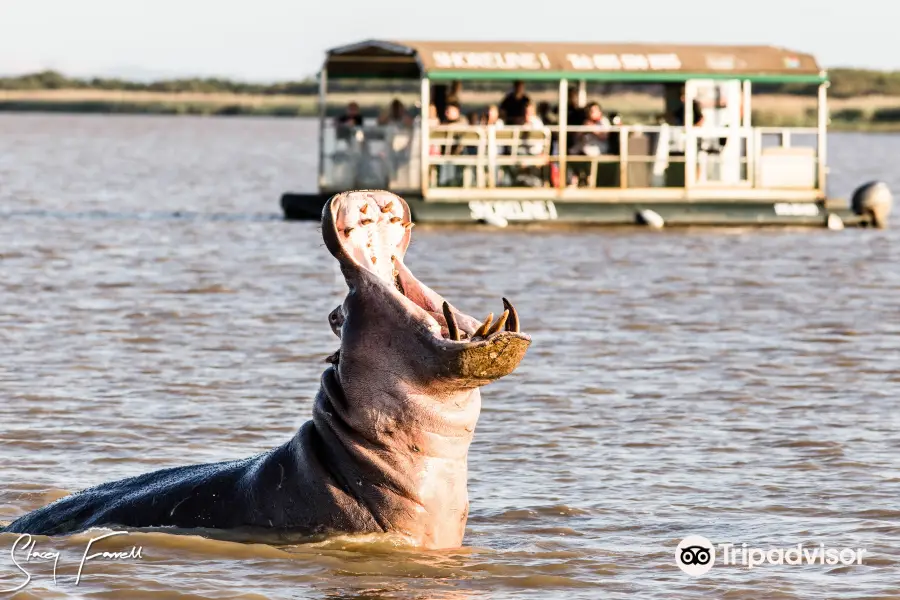 Shoreline Hippo and Croc Cruises