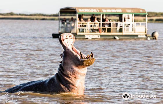 Shoreline Hippo and Croc Cruises