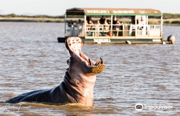 Shoreline Hippo and Croc Cruises