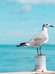 Florida Keys Aquarium Encounters