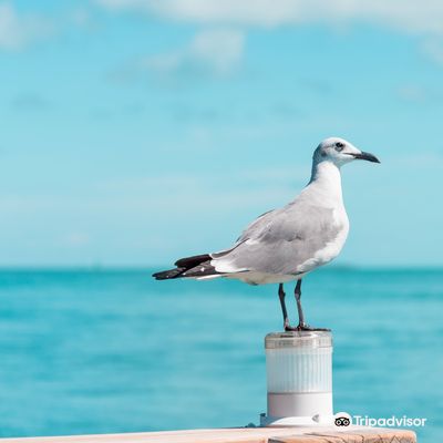 Florida Keys Aquarium Encounters