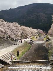 鮎河千本桜