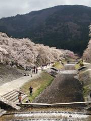 Ayukawa Sembon Sakura