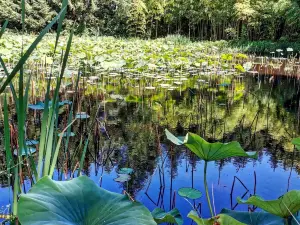 Arboretum Al Gaulhia