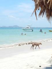 Playa Punta Arena-Tierra Bomba