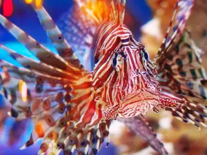 VIA Aquarium
