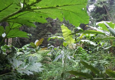 jungle karlostachys Garden