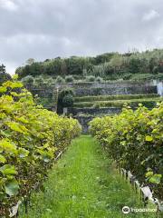 Quinta da Jardinete Vineyard