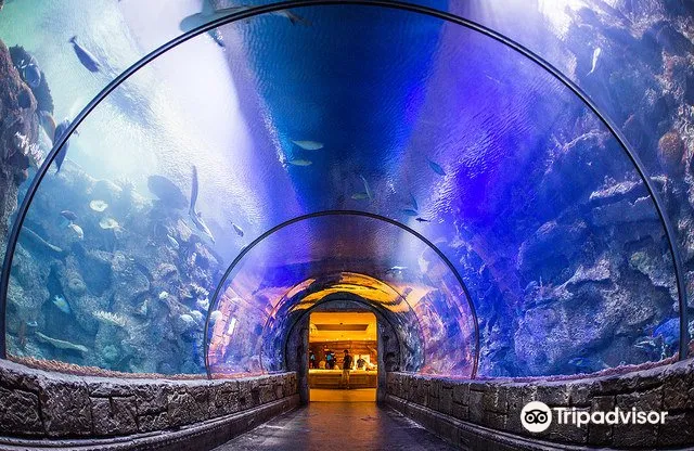 4_Shark Reef Aquarium at Mandalay Bay