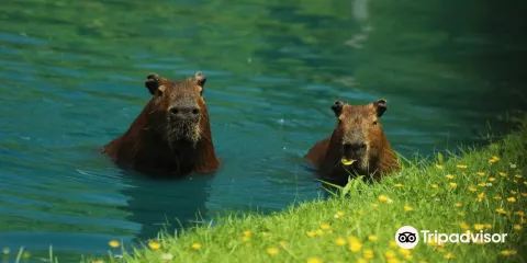 Fort Rickey Discovery Zoo