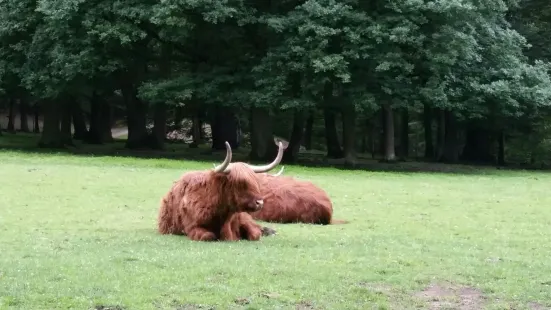 Forest and Wildpark Rolandseck