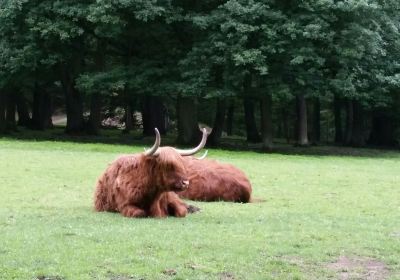 Wald- und Wildpark Rolandseck