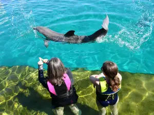 Marineland Dolphin Adventure