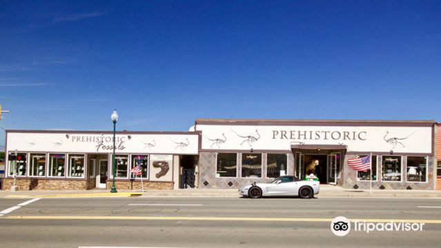 Prehistoric Rocks Fossils Minerals