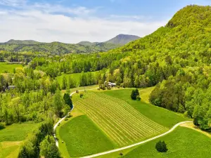 Tiger Mountain Vineyards