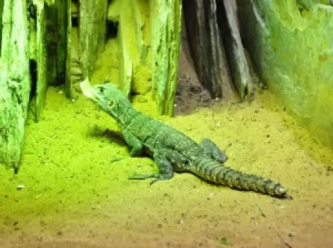 Musee d'Histoire Naturelle et Vivarium