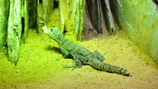 Musée d'Histoire naturelle & Vivarium