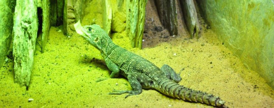 Musee d'Histoire Naturelle et Vivarium