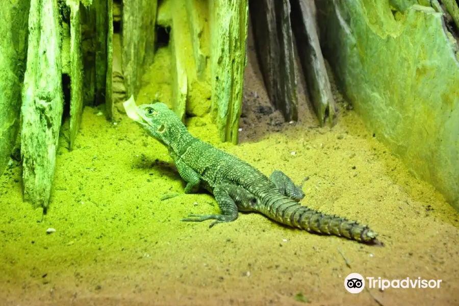 Musee d'Histoire Naturelle et Vivarium