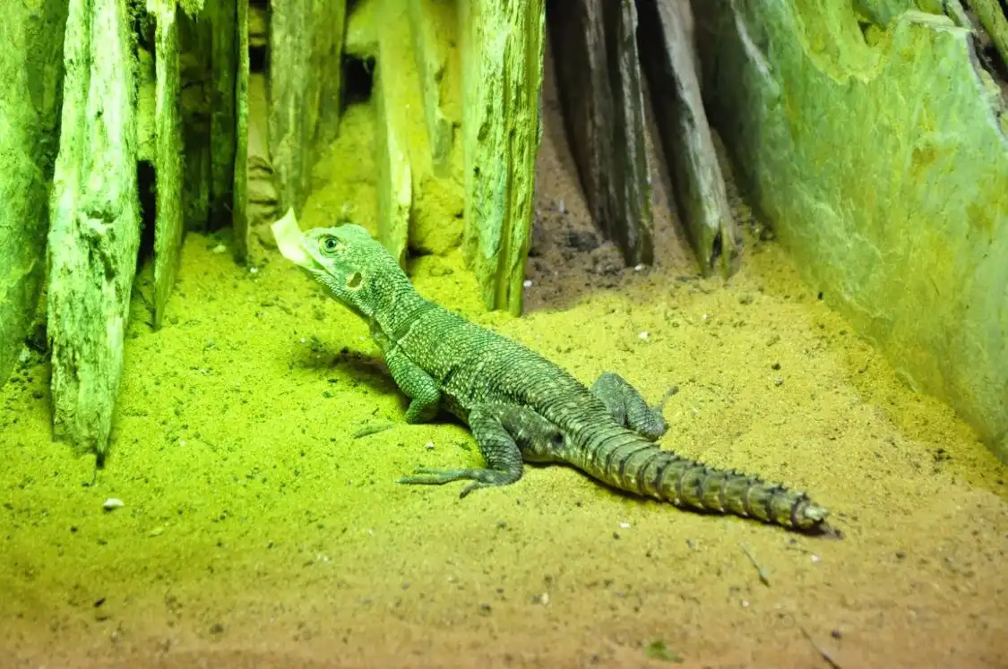 Hotels near Musee d'Histoire Naturelle et Vivarium