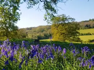 Newlands Corner