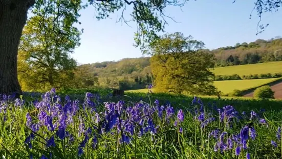 Newlands Corner