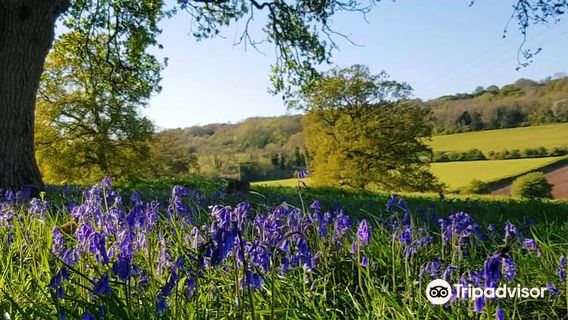 Newlands Corner