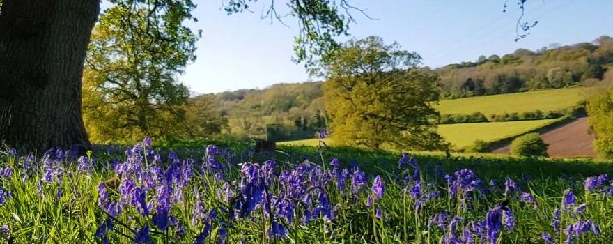 Newlands Corner