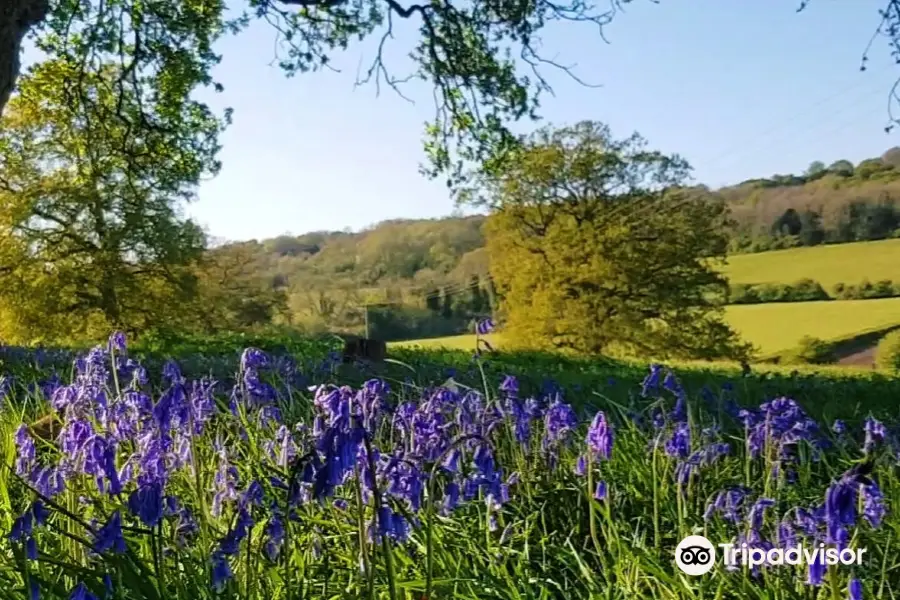 Newlands Corner