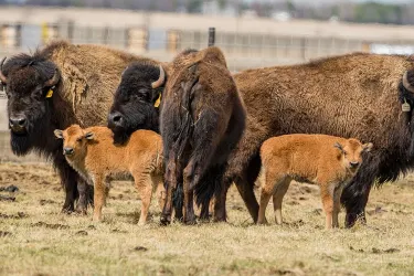 Wanuskewin