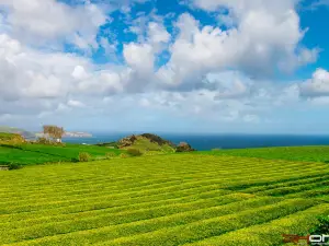 Gorreana Tea Factory