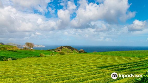 Gorreana Tea Factory