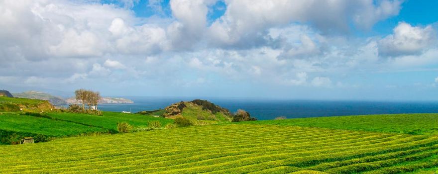Gorreana Tea Factory