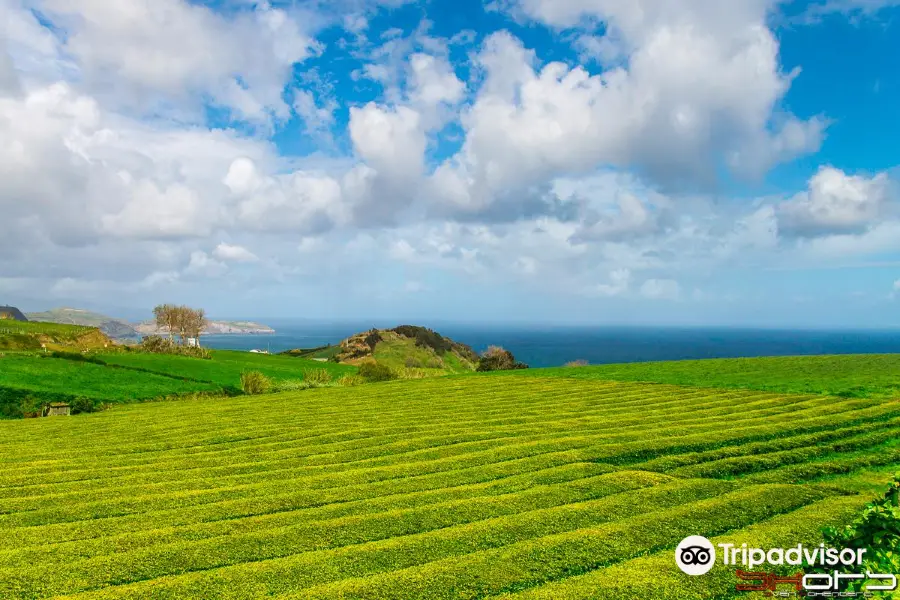 Gorreana Tea Factory