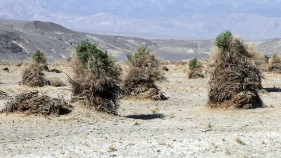 Devils Cornfield