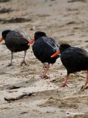 Beaks and Feathers