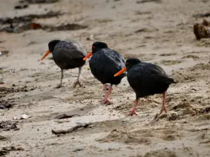 Beaks and Feathers